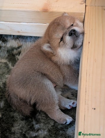 Japanese Shiba Inu dogs - Advert 1