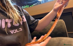 Corn Snake reptiles for sale: Corn snake and set up - Image 3