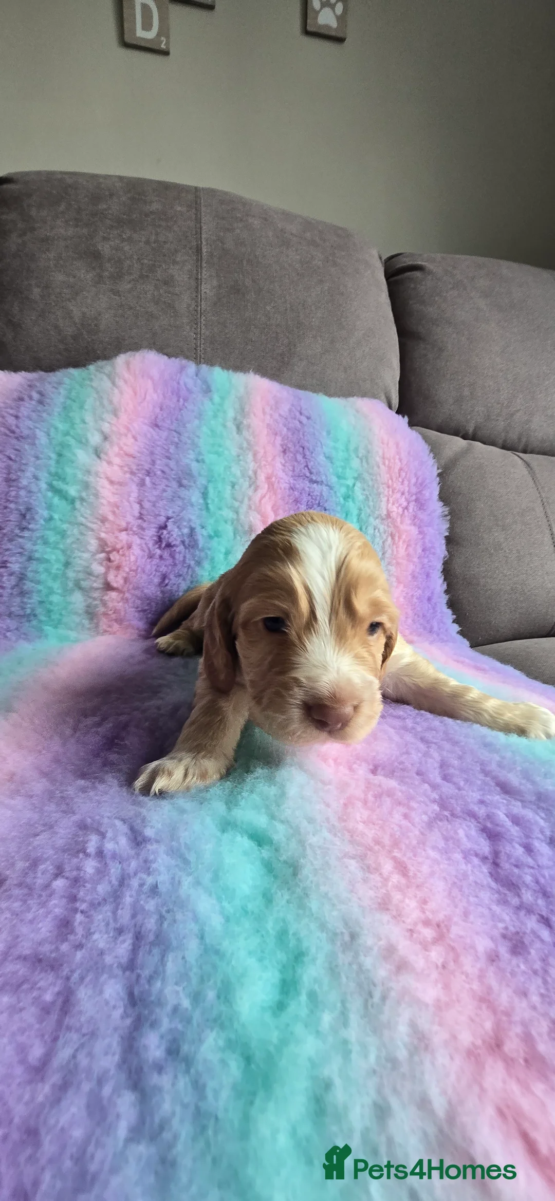 Cocker Spaniel dogs for sale:  4 x MALE Cocker Spaniel puppies  - Advert 11