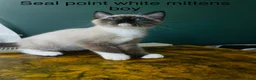Mixed Breed cats for sale: Siamese x Ragdoll Kittens Looking for Loving Homes - Advert 9