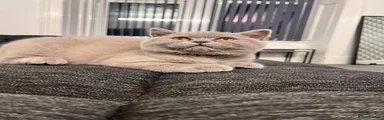 British Shorthair 1