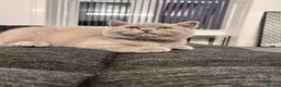 British Shorthair cats for sale: British shorthair 16weeks old  in Glasgow - Advert 1