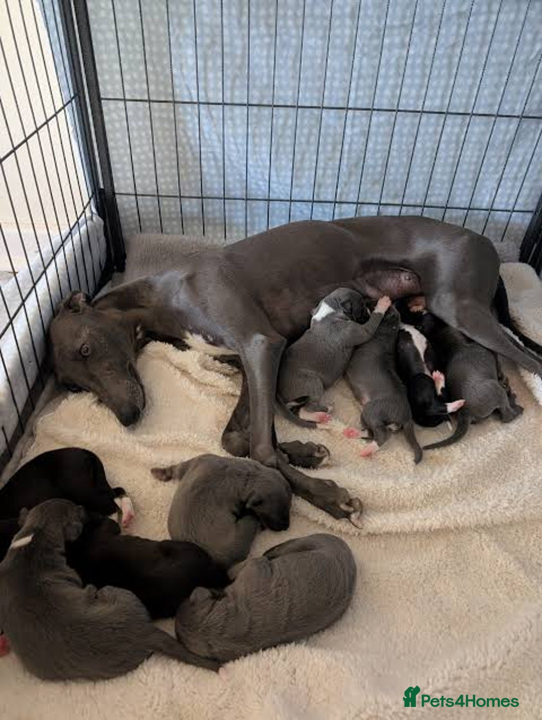 Whippet dogs for sale: Beautiful whippet puppies  - Advert 3