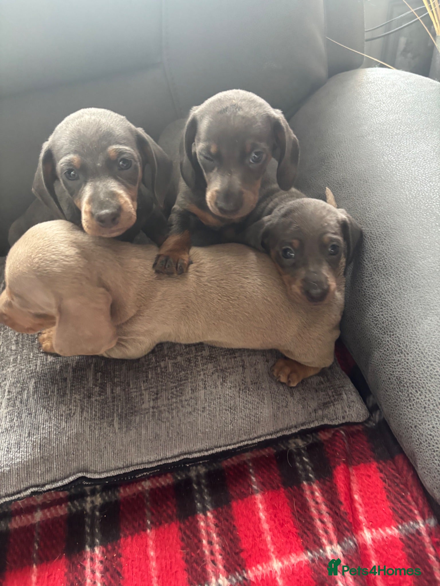 Dachshund dogs Dachshund - Advert 2