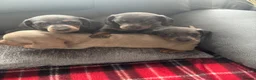 Dachshund dogs for sale: Dachshund - Advert 1