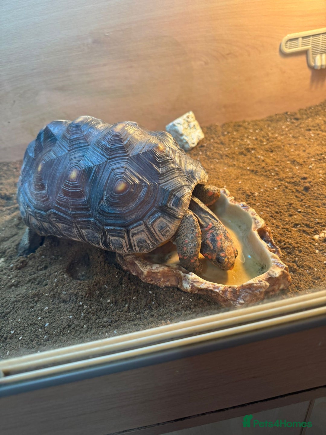Tortoise reptiles for sale: Sulcata and Red Food Tortoise  - Advert 10