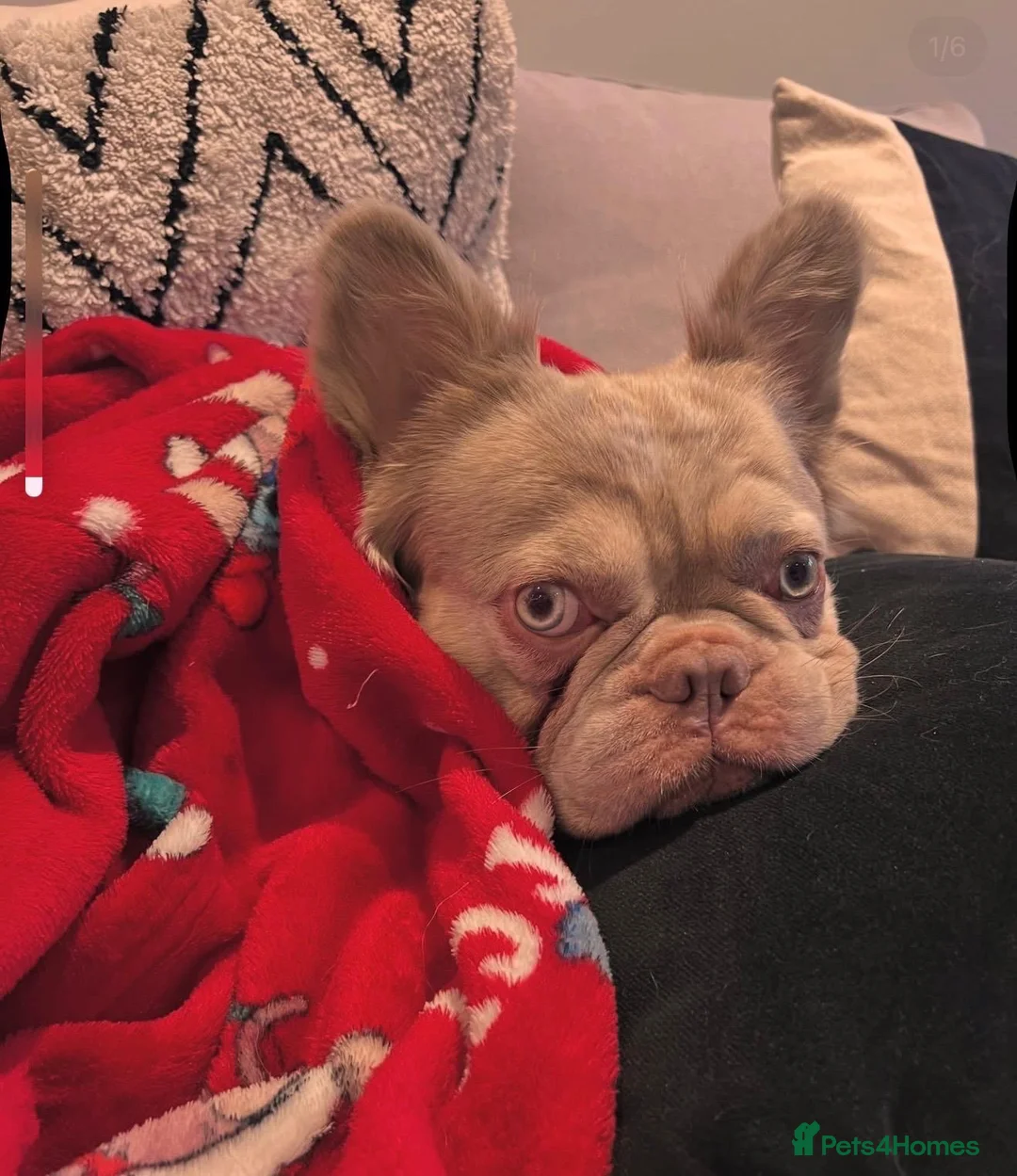 French Bulldog dogs for sale: French bulldog needing a new home  in Hastings - Advert 4