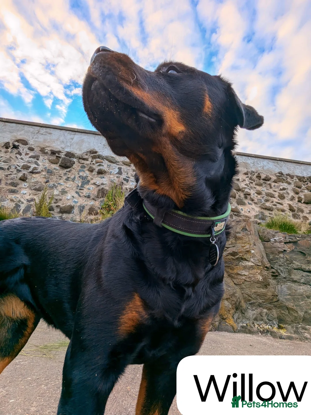 Rottweiler dogs for sale: Lovely Chunky Rottweiler Puppies in Eyemouth - Advert 2