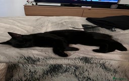Domestic Shorthair cats for sale: Tod for adoption  - Image 9