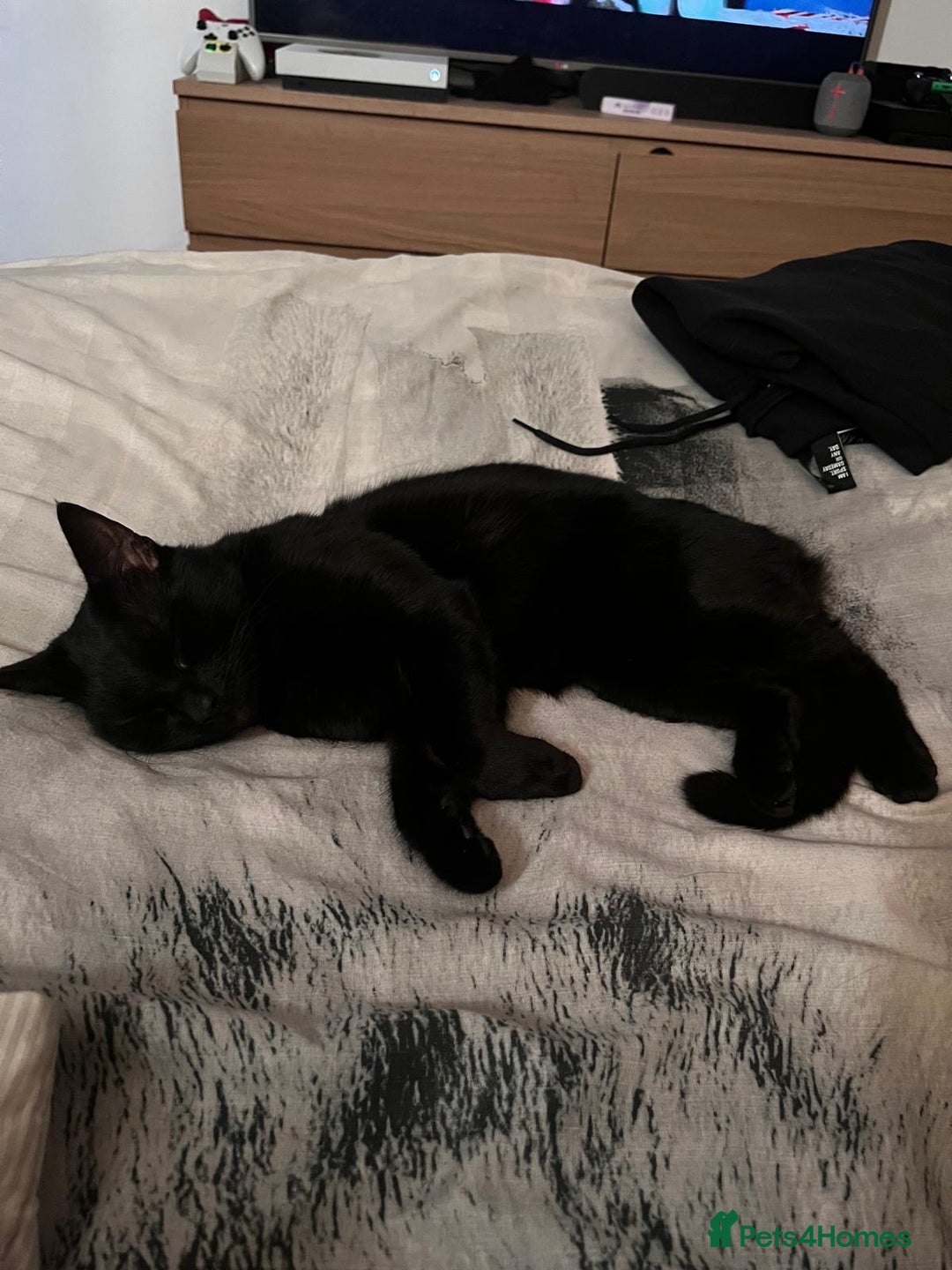 Domestic Shorthair cats for sale: Tod for adoption  - Image 9