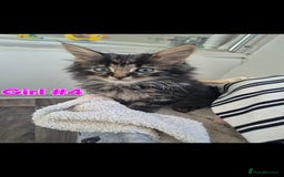 Mixed Breed cats for sale: 6 adorable kittens looking for homes❤️ - Image 5