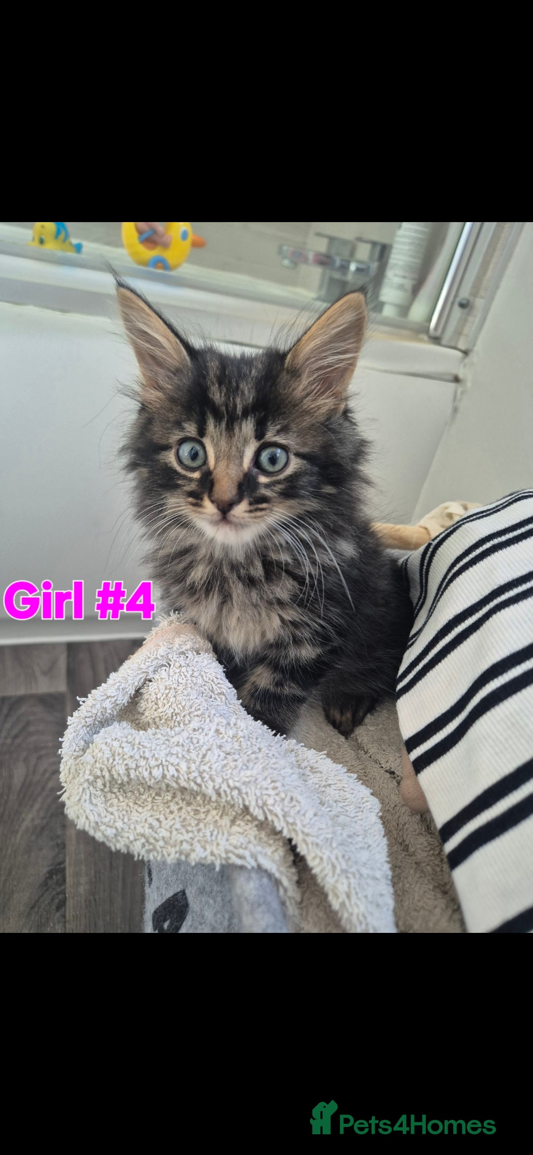 Mixed Breed cats for sale: 6 adorable kittens looking for homes❤️ - Image 5