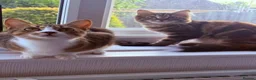Mixed Breed cats for sale: 2 female cats   in Rotherham - Advert 4