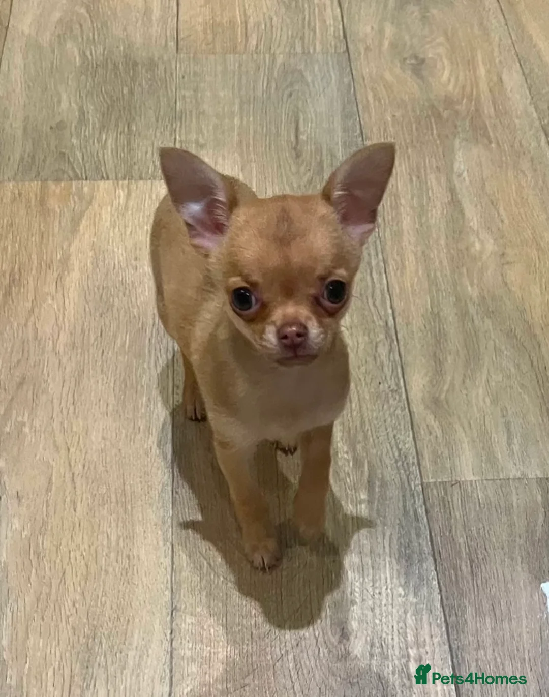 Chihuahua dogs for stud: Chico Chihuahua Russian Lines Champion Pedigree in Chester - Advert 9