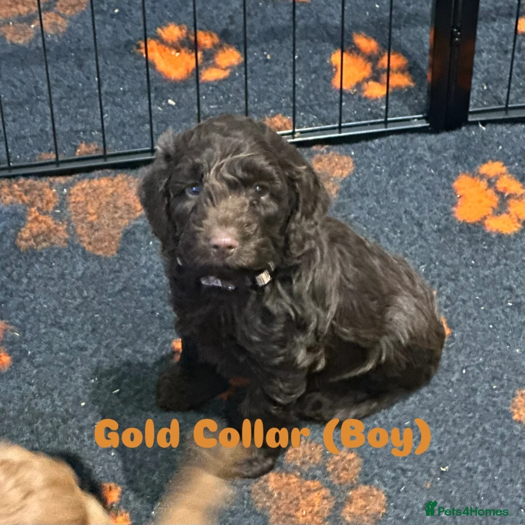 Cockapoo dogs for sale: F1 COCKAPOO PUPPIES - Advert 6