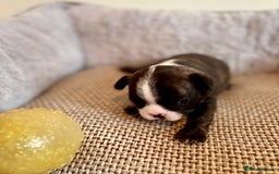 French Bulldog dogs for sale: Beautiful Blue-Eyed French Bulldog Puppies - Image 5