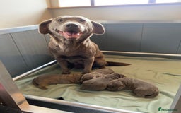 Labrador Retriever dogs for sale: Highest Health Tested Silver Puppies  - Image 1