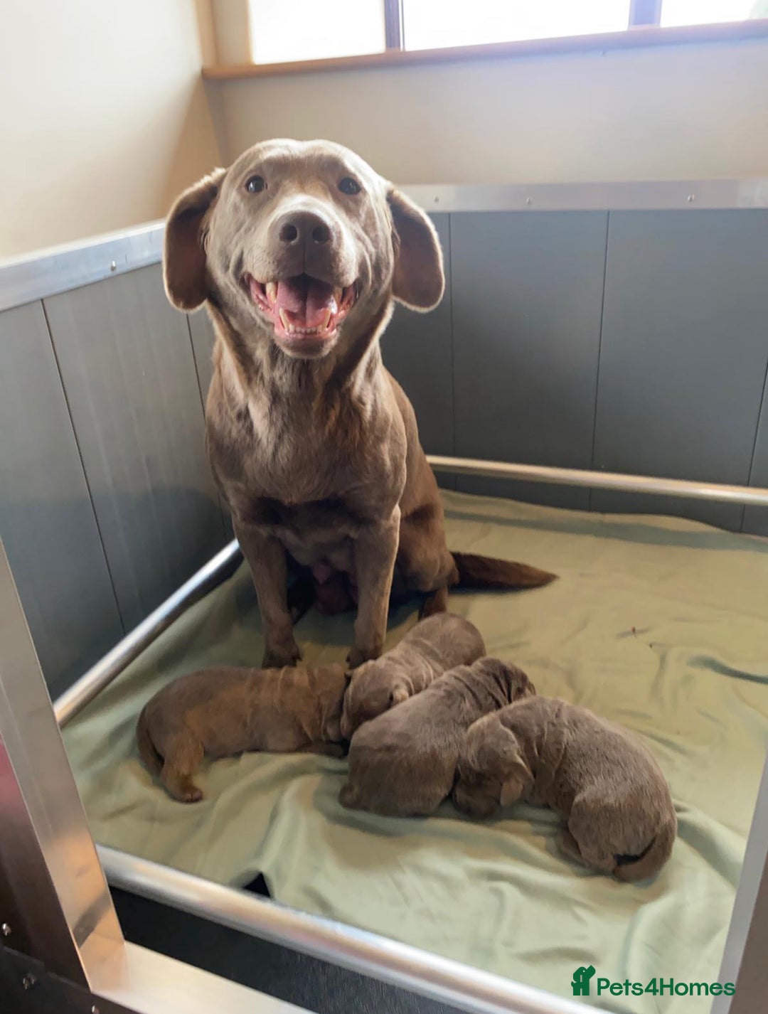 Labrador Retriever dogs for sale: Highest Health Tested Silver Puppies  - Image 1