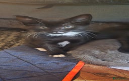Mixed Breed cats for sale: 3 kittens looking for their forever homes.  - Image 20