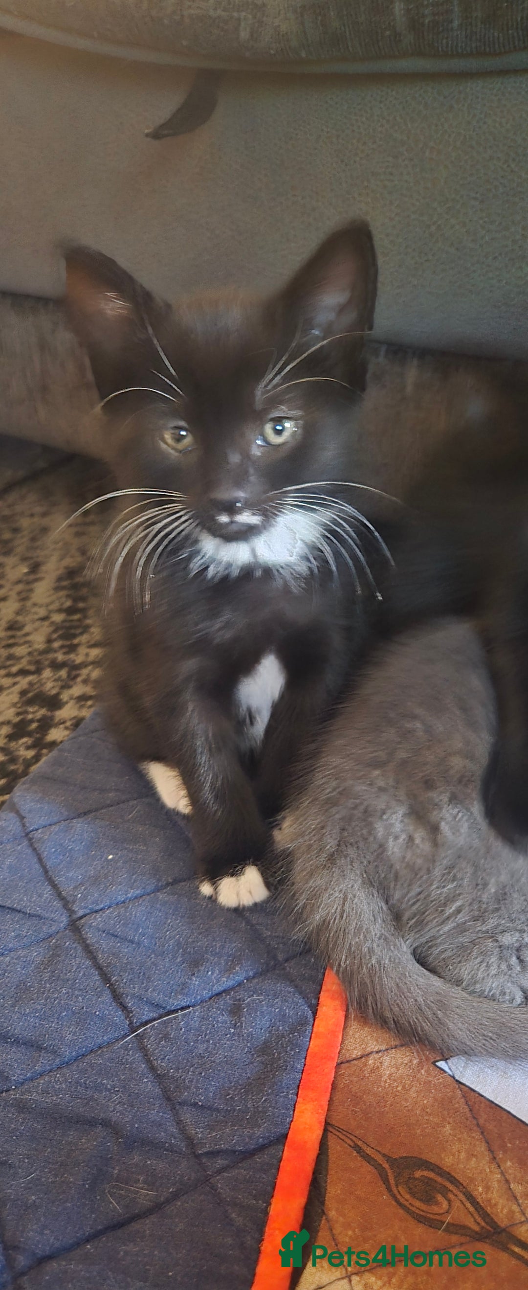 Mixed Breed cats for sale: 3 kittens looking for their forever homes.  - Image 20