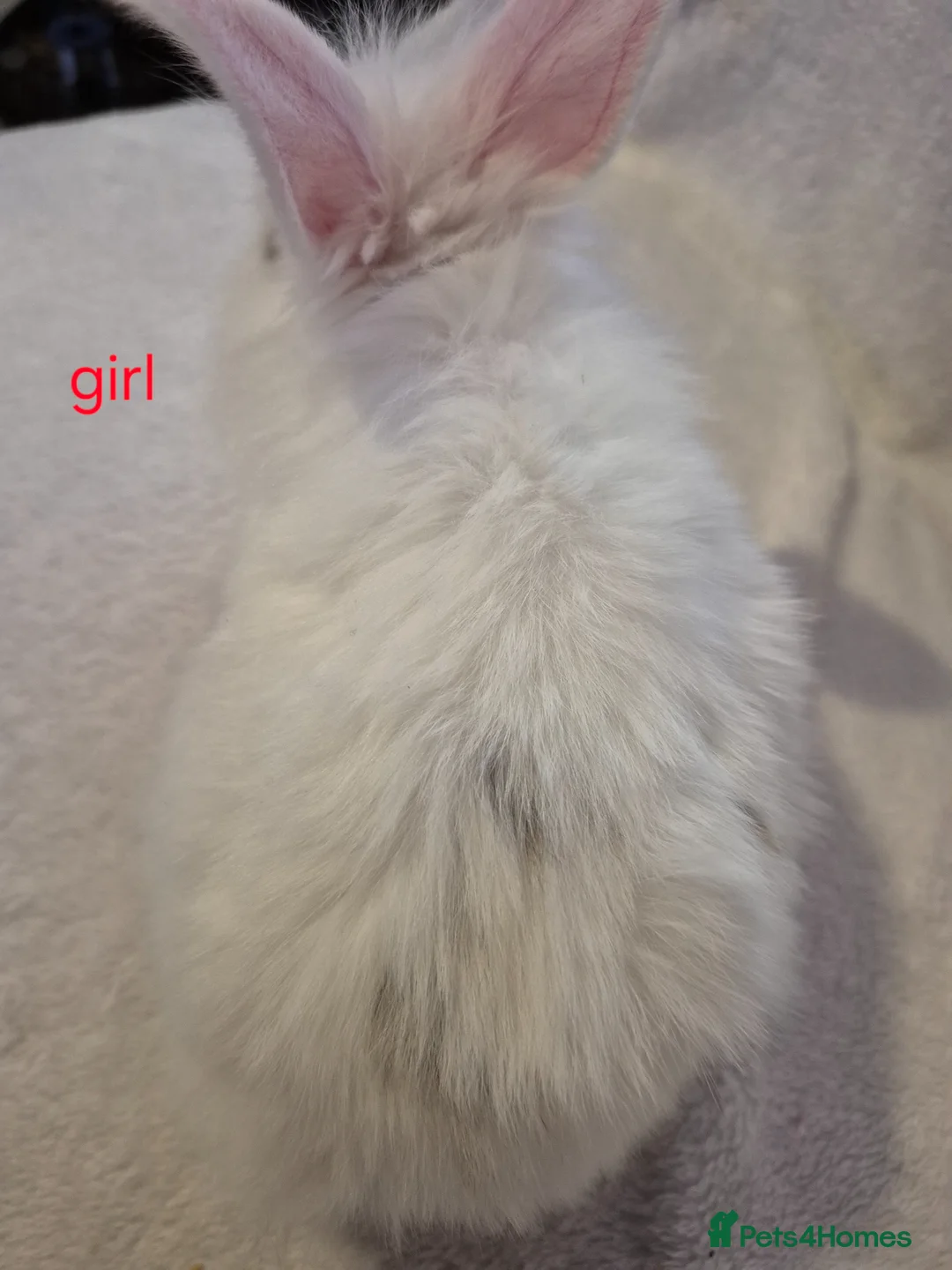 Mixed Breed rabbits for sale: 2 mixed breed rabbits for sale in Preston - Advert 2