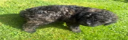 Cavapoo dogs for sale: CavapooF1b Girl Parents Extensively Health Tested  - Advert 3