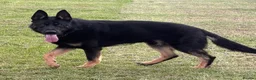 German Shepherd dogs for sale: Elite working line puppies  - Advert 3