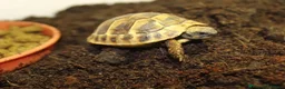 Tortoise reptiles for sale: BABY HERMANNS AND SET UPS - Advert 10