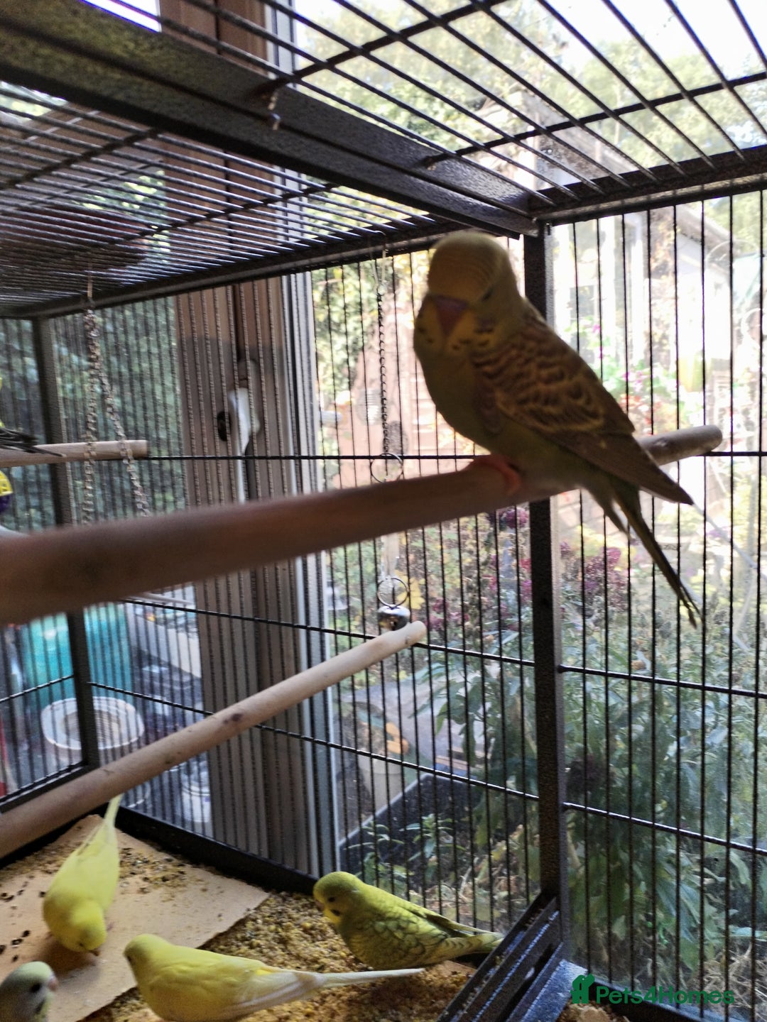 Budgerigars birds for sale: Baby budgies beautiful colours  - Image 4