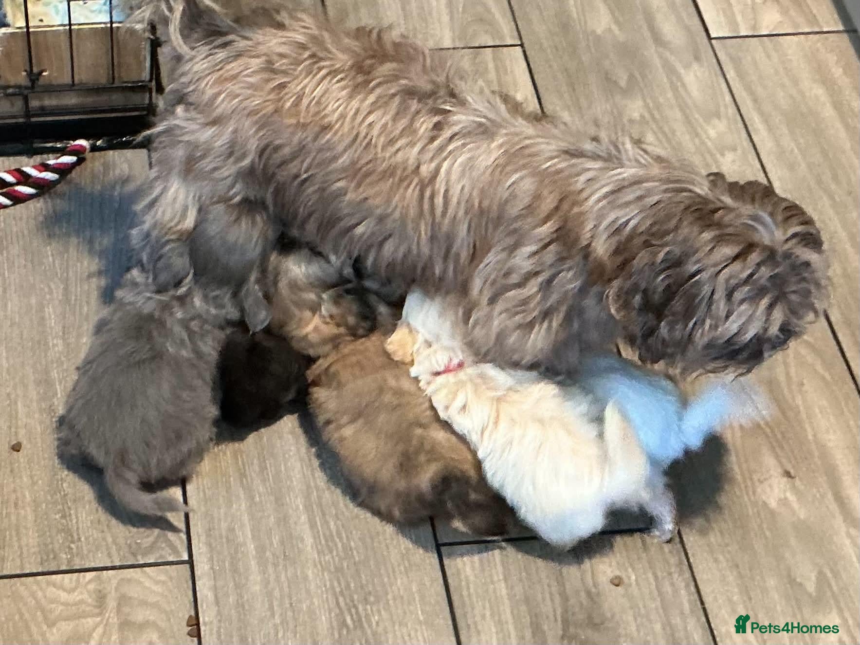 Shih Tzu dogs Imperial shih tzu - Advert 6