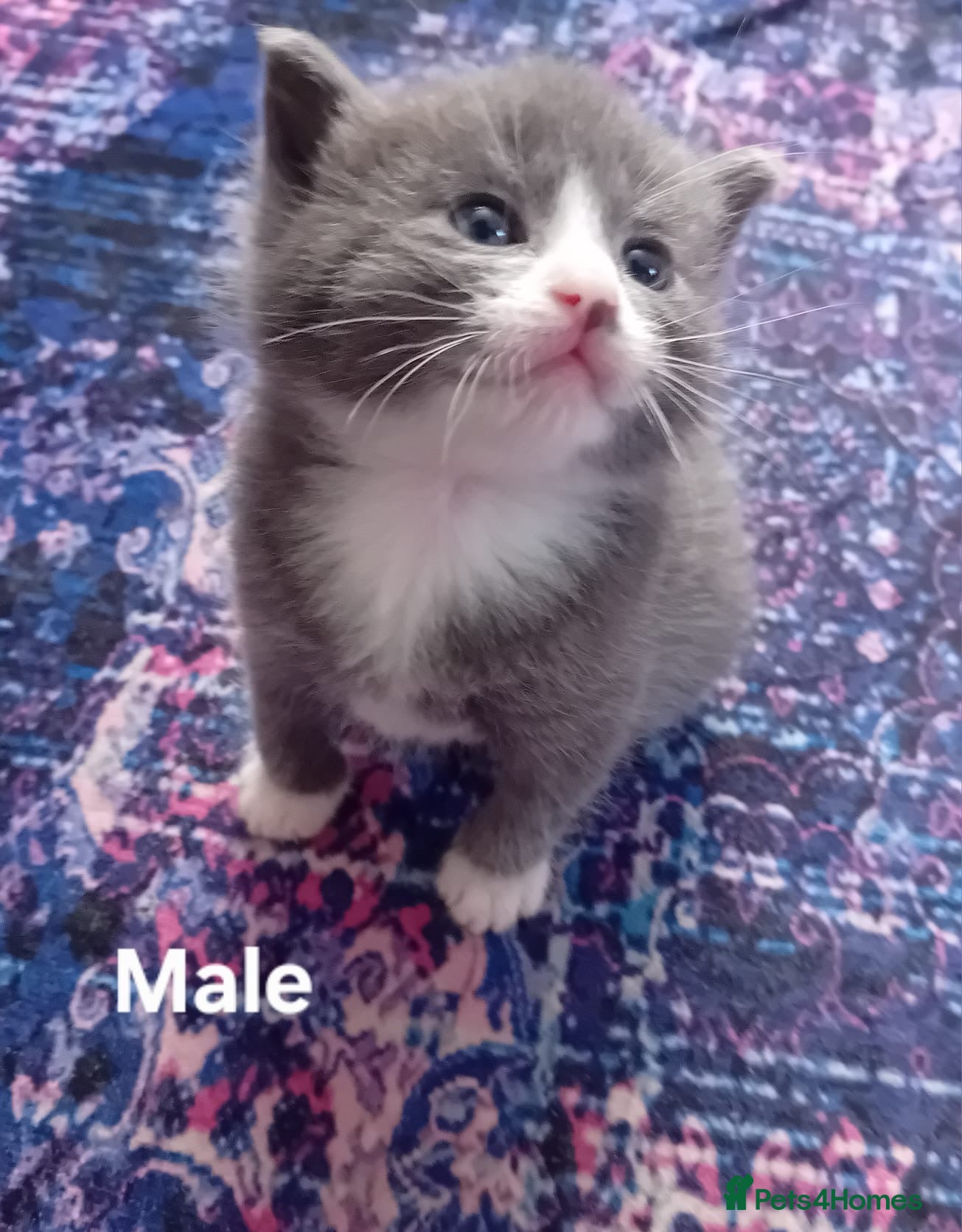 Mixed Breed cats Kittens for sale - Advert 1