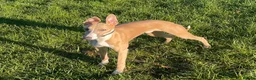 Whippet dogs for sale: KC Reg Rare Blue/Fawn whippets - Advert 3