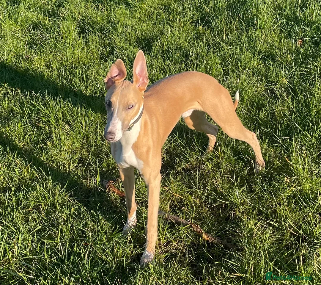Whippet dogs for sale: KC Reg Rare Blue/Fawn whippets - Advert 3