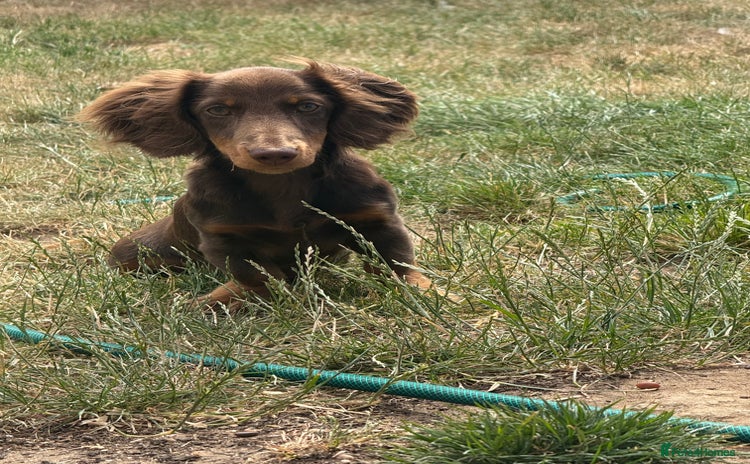 Miniature Dachshund dogs - Advert 3