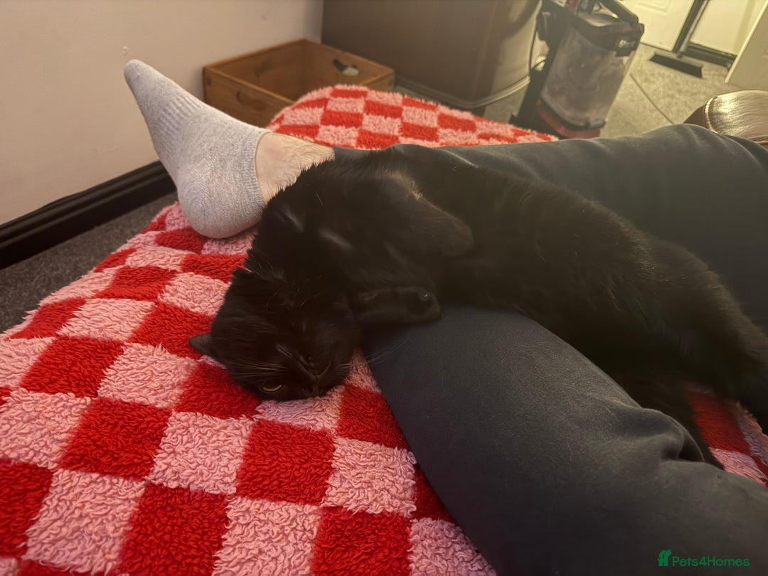 Domestic Shorthair cats for sale: 5 year old black cat Phoebe  - Image 5