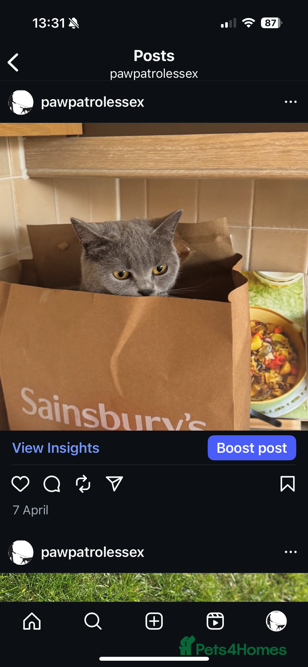 British Shorthair cats for sale: 🐾✨ Beautiful British Shorthair Cat Available ✨🐾 - Image 3