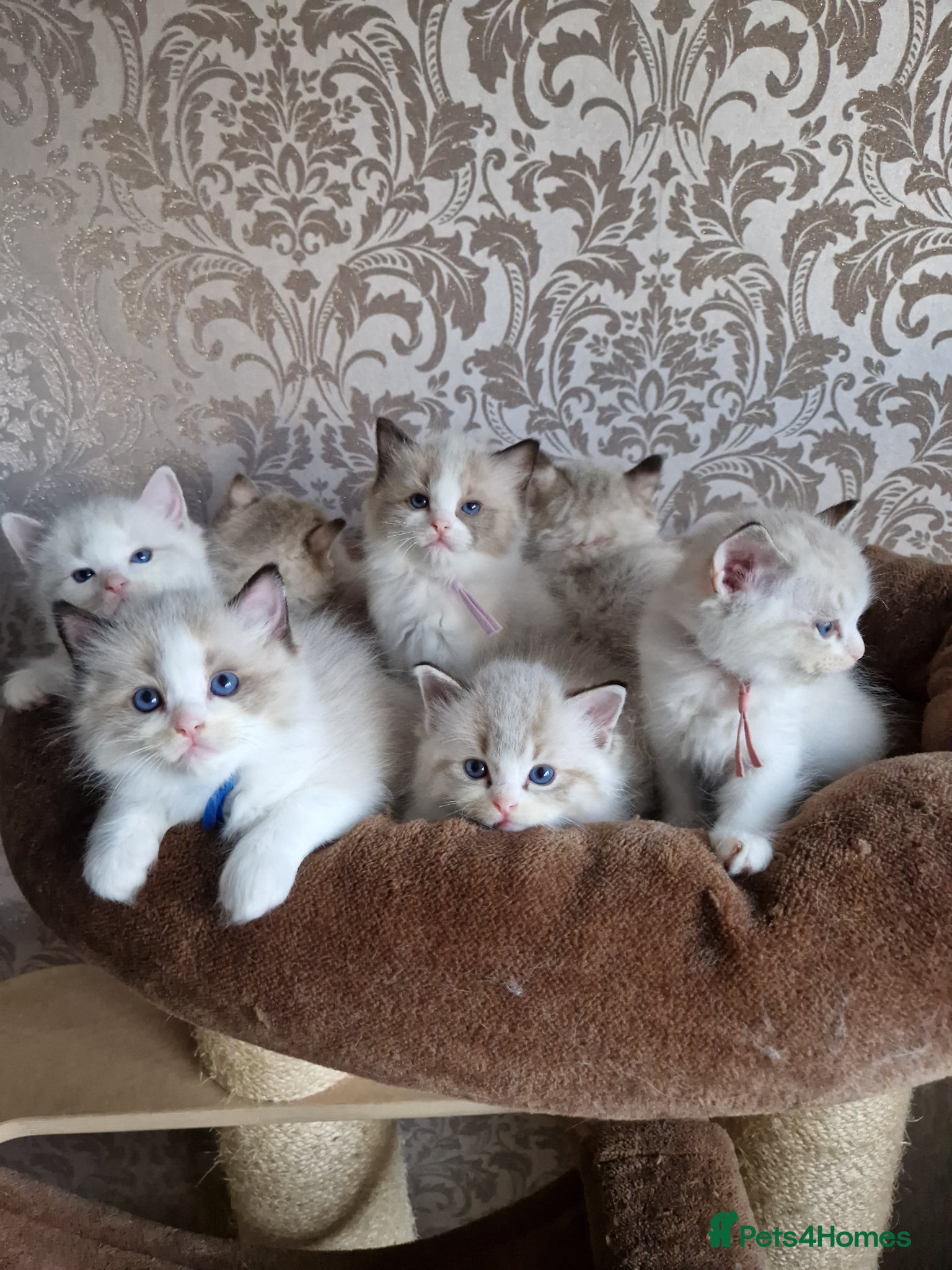 Ragdoll cats for sale: Show quality Ragdoll kittens - Advert 6