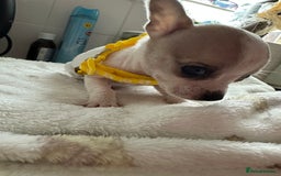 Mixed Breed dogs for sale: Jack chi puppies - Image 1