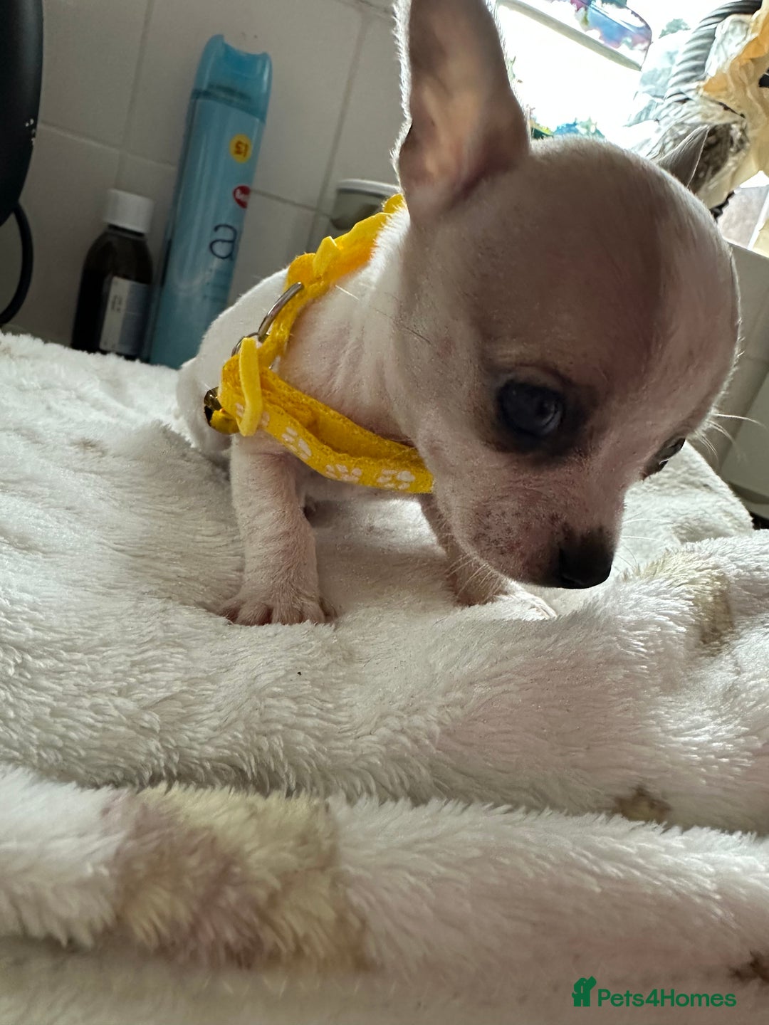 Mixed Breed dogs for sale: Jack chi puppies - Image 1