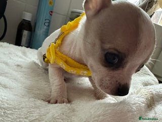 Mixed Breed dogs - Advert 2