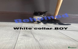 Neva Masquerade cats for sale: Sweet bengal x kittens  - Image 11