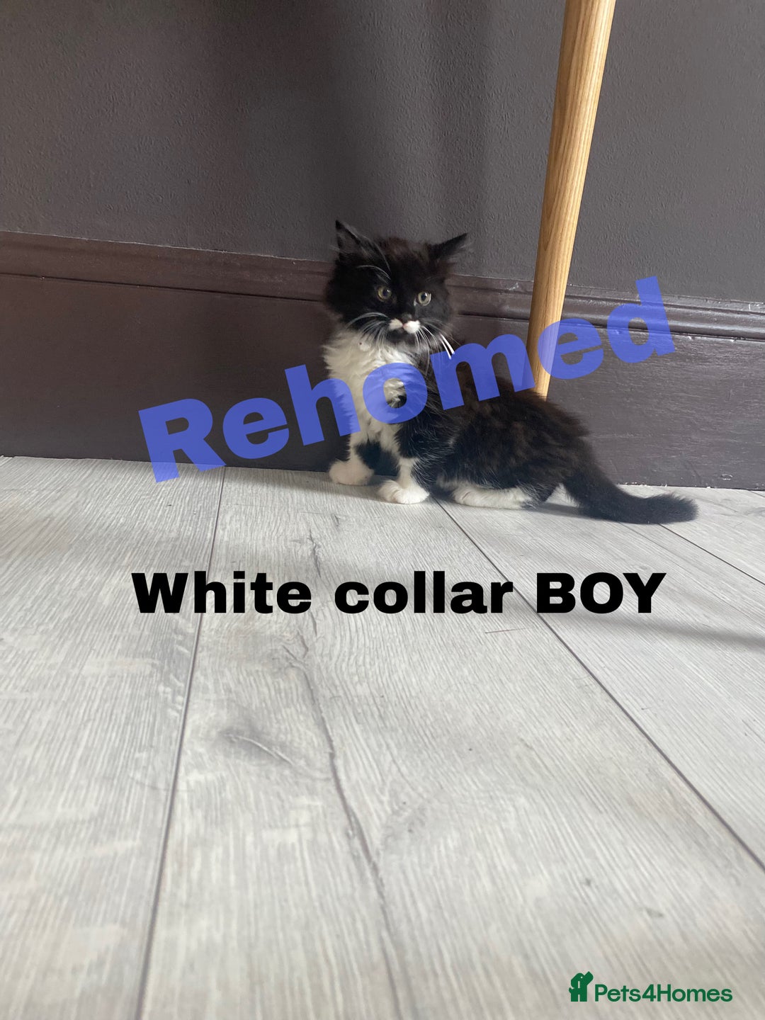 Neva Masquerade cats for sale: Sweet bengal x kittens  - Image 11