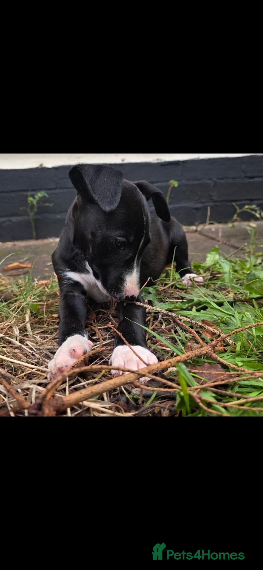 Mixed Breed dogs EBT x Whippet - Advert 2