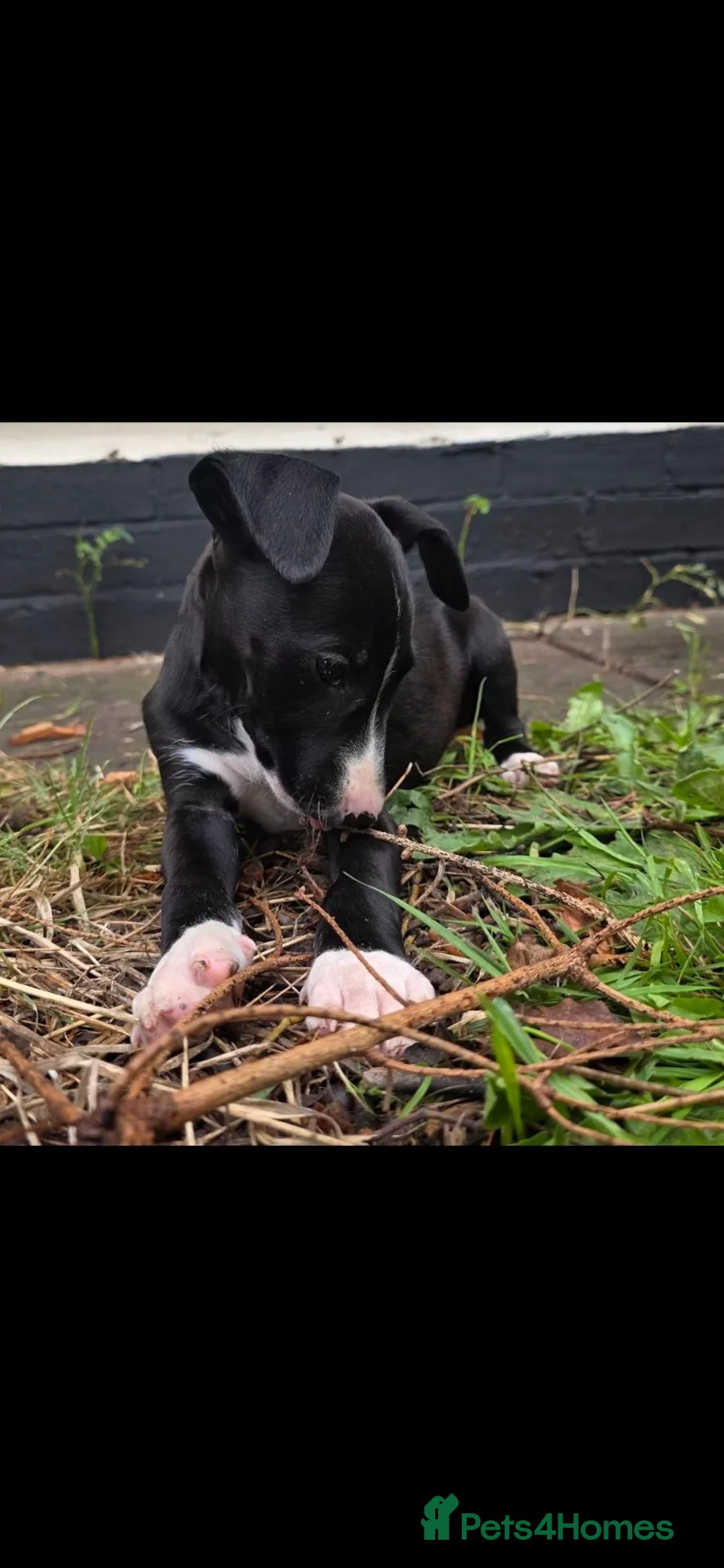 Mixed Breed dogs for sale: EBT x Whippet in Burntwood - Advert 2