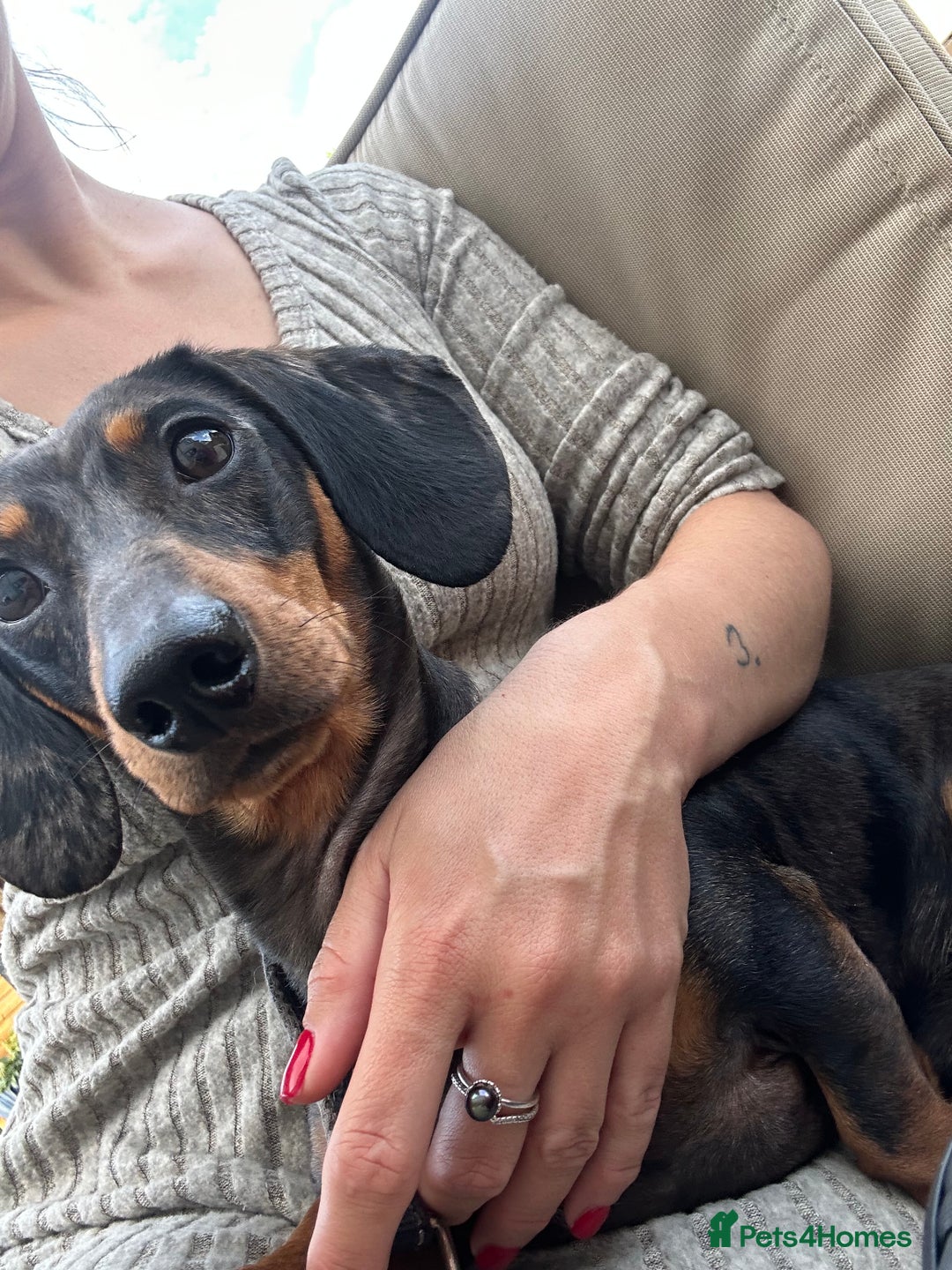 Mixed Breed dogs for sale: Doxiepoo puppies  - Advert 11