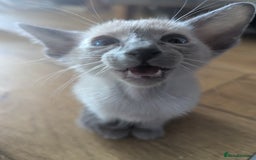 Siamese cats for sale: Loving friendly kittens seeking new slaves - Image 3