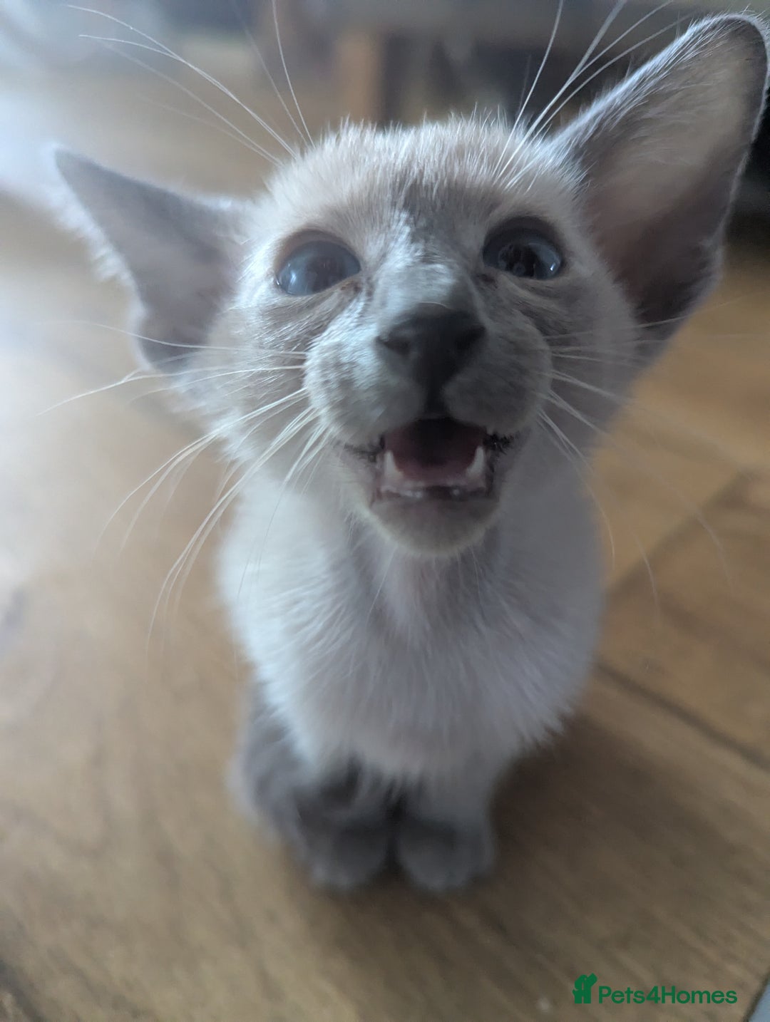 Siamese cats for sale: Loving friendly kittens seeking new slaves - Image 3