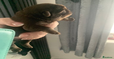 Pug dogs - Advert 12