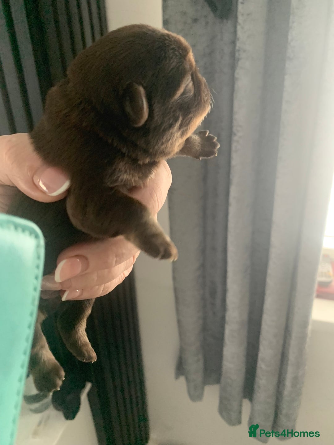 Pug dogs for sale: Husky pugs  - Image 2