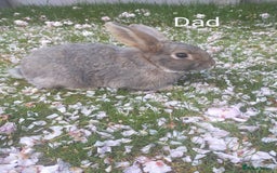 Netherland Dwarf rabbits for sale: Beautiful mixed boy dwarf boys - Image 9